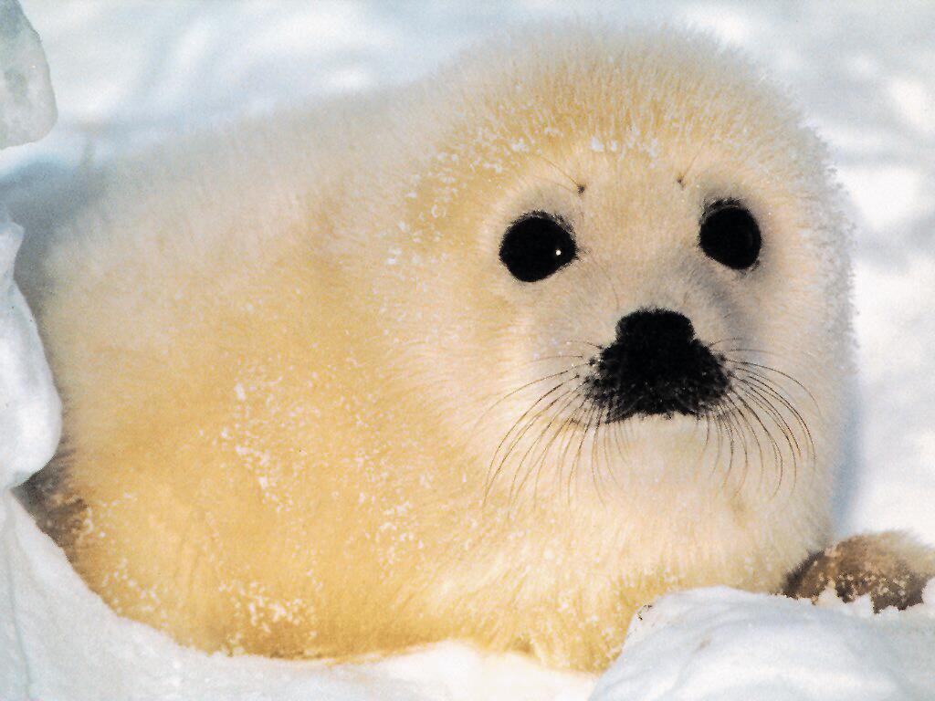 Animals - Baby Animal Seal Wallpapers - 0.1 Wallpaper 1024x768